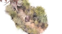 Paperbark